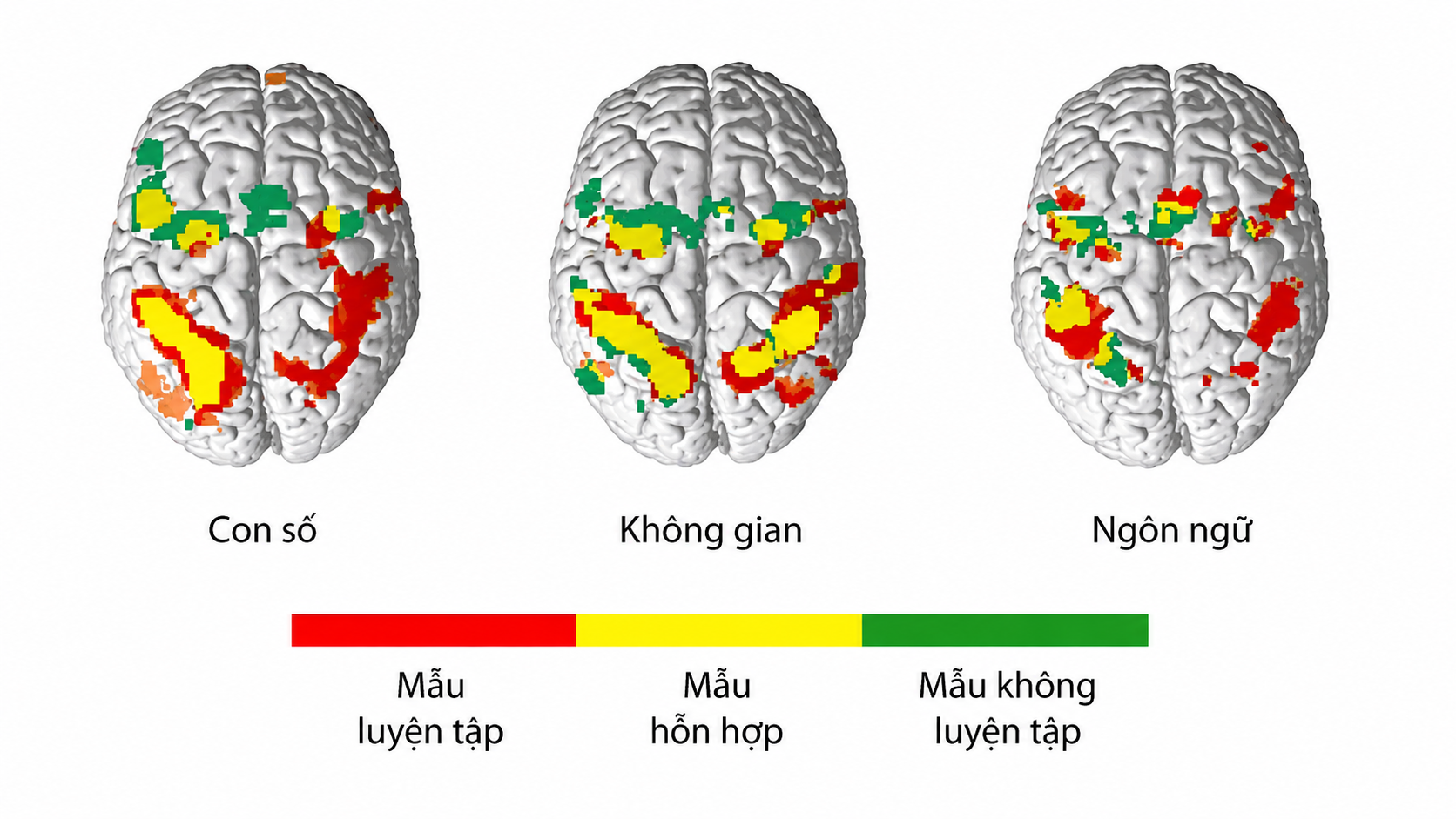 Hoạt động não bộ khi luyện tập bàn tính